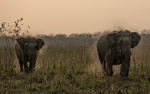 Charge of elephants