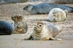Common Seals