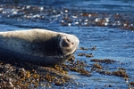 Atlantic Grey Seal