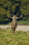 RED DEER RUTTING ref rdr 17
