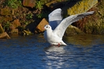 Black-headed Gull