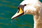 Thirsty swan