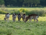 Fallow Deer