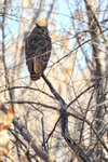 Great Horned Owl, Bosque del Apache, New Mexico