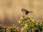 Dartford Warbler