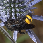  Mammoth wasp (Megascolia maculata) the largest wasp in Europe.