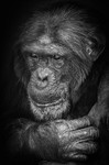 Thoughtful -_M8D7681