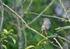 Dunnock
