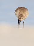 Front view of Dunlin foraging, Fort De Soto Park, Florida