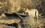 Lionness pulling elephant's carcass