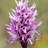 Monkey Orchid (Orchis simia)