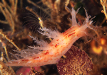 Dendronotus europaeus
