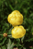 Globe Flower