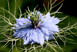 Nature portfolio