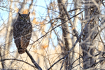 Great Horned Owl, Bosque del Apache, New Mexico