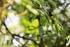 Black-cowled Oriole, Arenal, Costa Rica