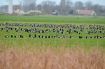 Barnacle Geese