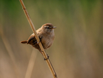 Wren