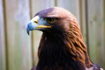 Golden Eagle - 1128