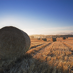 October Bale