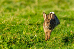 wild rabbit Oryctolagus cuniculus-8880