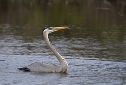 Great Blue Heron _0030