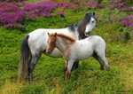 Welsh Mountain Ponies