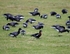 Red-breasted Goose
