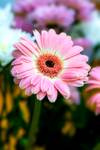Pink Gerbera - DSC_0472