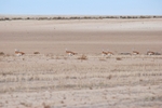 Great Bustards