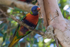 Lorikeet eating paperbark 4 0A3A4565
