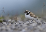 Little Ringed Plover