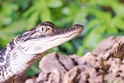 Baby Alligator