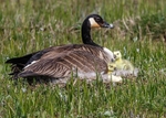 Canada Goose 1