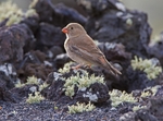 Trumpeter Finch