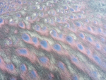 PEACOCK OXIDES - LONG POINT BEACH