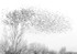 Blackbird Murmuration--Long Point