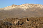 Two Pumas (Brissa and Escacha) on the move, Torres del Paine, Chile