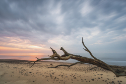 Reaching for dawn
