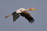 Yellow-billed Stork portfolio