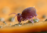 Dicyrtoma fusca