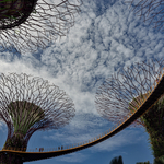 Tree Grove