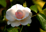 Rose - Peace 2