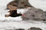 Blackish Oystercatcher (adult) in flight, Chile
