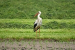 White Stork