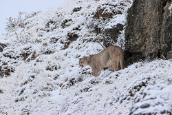 Puma looks down snowy slope, Torres del Paine, Chile