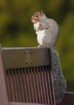 Grey Squirrel - Sciurus carolinensis RPNP0039