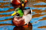 Mallard Duck - DSC_7649