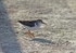 Spotted Sandpiper