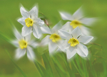 M39 Dancing Narcissi